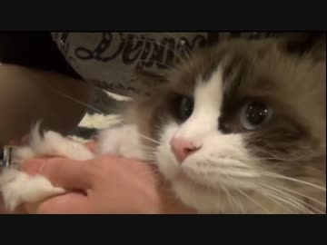 ラグドールのレオ　Vol70 手品を冷めた目で見る猫