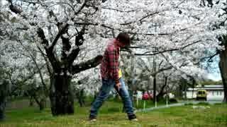 【満開！】千本桜　踊ってみた【おしゃる】