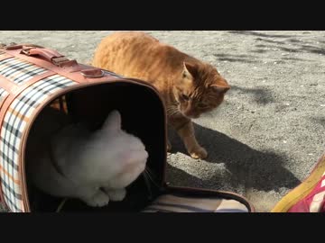 【宇宙猫VS頭が子猫】保護猫、お花見に出て茶トラ兄弟と遭遇する