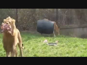 容器に頭がハマって取れなくなったライオン