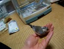 手乗り文鳥　餌やり
