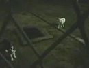 西成のチビさん (2014.8.16)