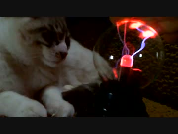 【シロとトラ】シロとプラズマボール