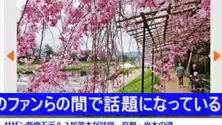 サザン新曲モデル？【タメスポ】紅しだれ桜が満開、半木の道。.wmv
