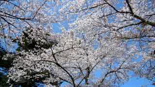 京都　　醍醐寺の桜吹雪２０１５－４