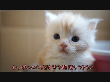 【#379】 ゆずのごはん　【猫万歳】