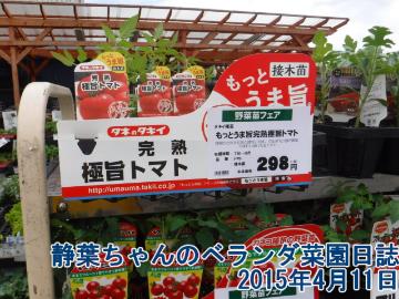 静葉ちゃんのベランダ菜園日誌 2015年4月11日