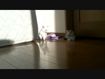 【シロとトラ】編集したけどUPしなかった動画①