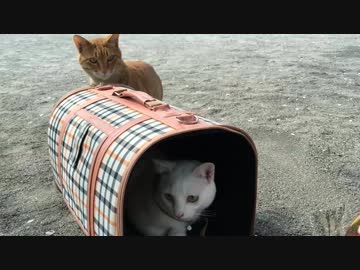 【宇宙猫VS頭が子猫】ドキドキの対面！完全箱入り保護猫VS引きこもり猫