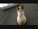 お猫さま、出産を機に愛想を無くす…の巻