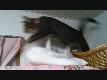 びったんのねこじごく