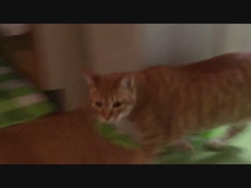 拾いねこ＠生後1012/979日目　主人の帰りを急いで出迎えるアコさん