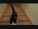会いたくて会いたくて階段を登る猫