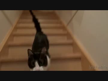人気の むー 猫 動画 168本 3 ニコニコ動画