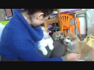 秋田犬の子犬に囲まれる生活