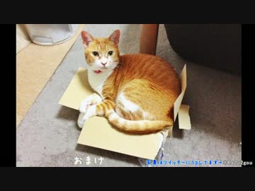 【２号】いつの間にか猫の発送準備がととのってた【ネコ】