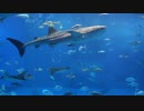 美ら海水族館にて2