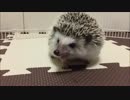 【※虫注意!!】ミルワームを美味しそうに食べるハリネズミ【生き餌】