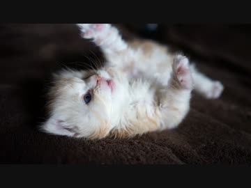 【#380】 昼下がり　【猫万歳】