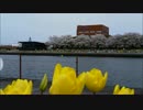 富山環水公園で桜とチューリップの花見を楽しみました