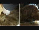 チョコレートちゃんとか山羊とか