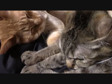 拾いねこ＠生後1013/980日目　無防備なふたり