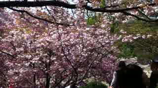 八重桜2015
