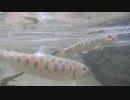 渓流釣りがしたくなって・・・2015年４月解禁編