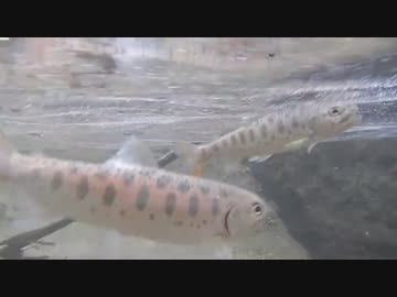 渓流釣りがしたくなって・・・2015年４月解禁編