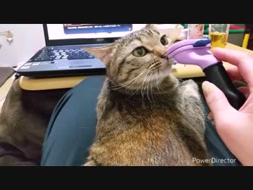 猫毛収穫期