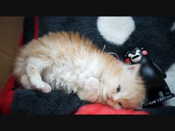 【#381】 配信中のゆず　【猫万歳】