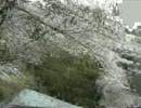 201544　長良公園2.MTS