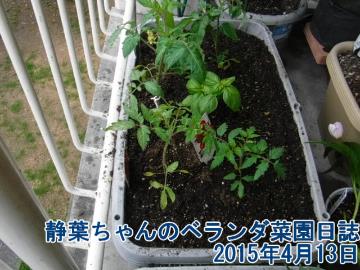 静葉ちゃんのベランダ菜園日誌　2015年4月13日