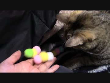 拾いねこ＠生後1014/981日目　久し振りに毛虫作成してもらいました。