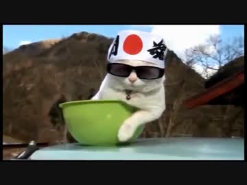 おもしろかわゆいネコちゃんたち【腹筋崩壊】