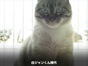 家猫生活３年４ヶ月 白ジャンくんと黒ジャンくん