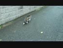 【公園猫戦争】猫同士のケンカを間に入って仲裁してみた