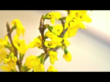 【５分完結】絵画と陶芸とレジンと　番外編【huwahuwaart】