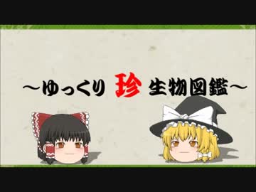 ～ゆっくり　珍　生物図鑑～　第45回 　ヨツメウオ属