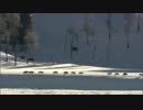 Yellowstone - Battle for life　1-3