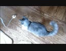 とある田舎の猫事情　～みー太君、新おもちゃで遊ぶ～