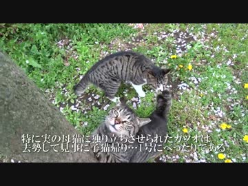 【キジトラ地獄】公園の少年猫、去勢して見事に頭がキトゥンとなる