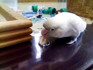 ボタンで遊ぶボタｎ…チュン太さん