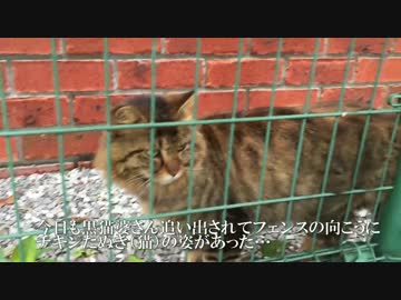 【キジトラ地獄】チキンなたぬき猫、猫カーストの厳しさを体感する