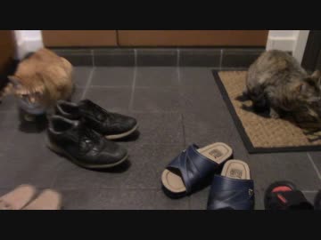 拾いねこ＠生後1015/982日目　3人で匠さんをお迎え