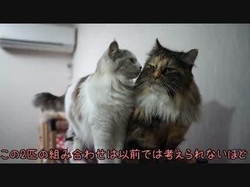 【#382】 猫達の仲/ゆずの報告　【猫万歳】