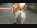 【柴犬】我が家の柴犬の記録【その2】