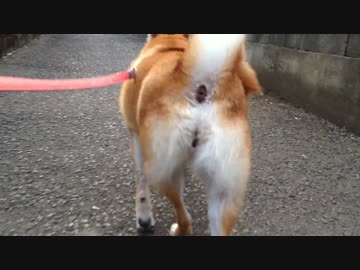 【柴犬】我が家の柴犬の記録【その2】