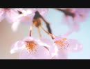 【大切な人に】コトバのうた　歌ってみた【さぁーか】