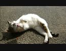 とある田舎の猫事情　～とも君、酔い過ぎる～